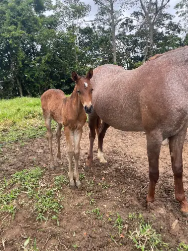 Canela