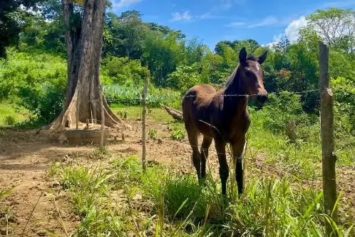 Canela
