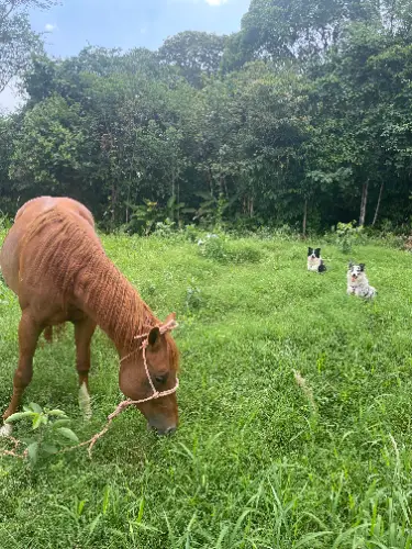 Coqueta